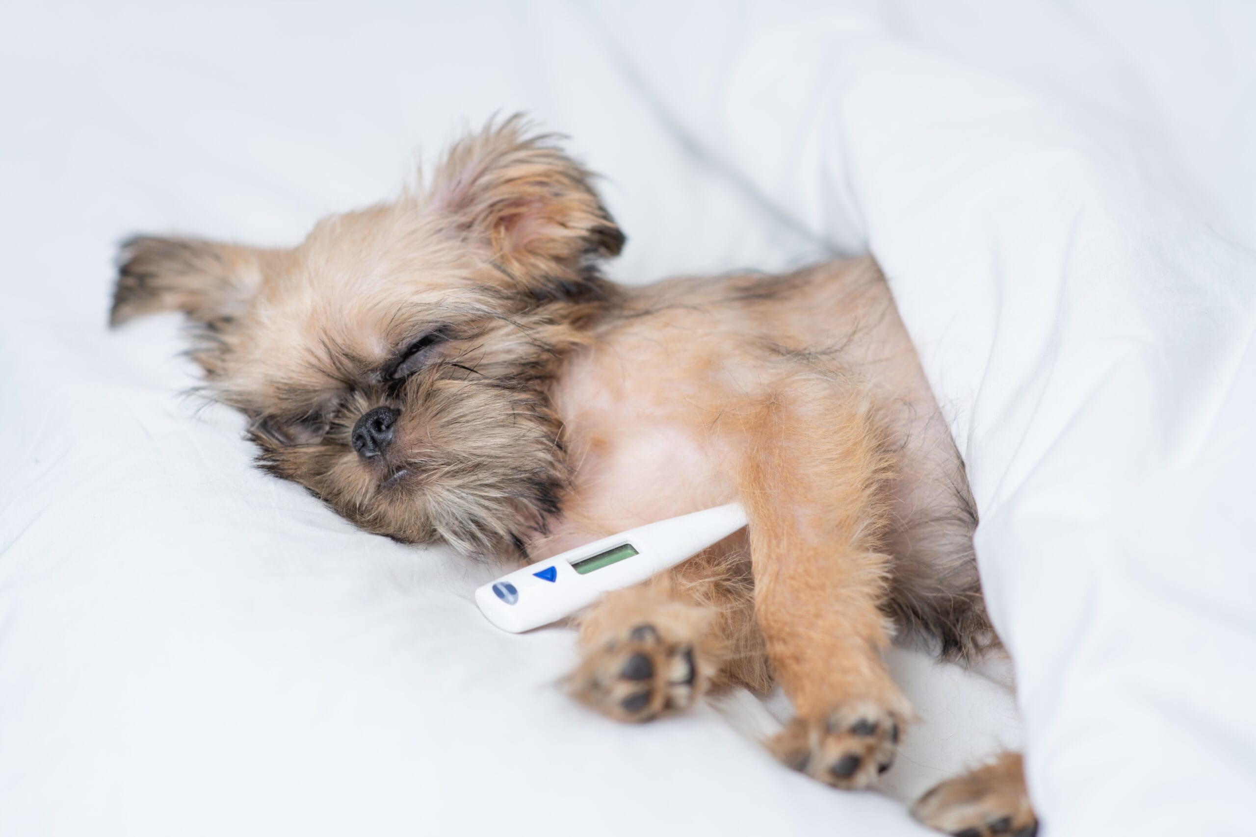 A small brown puppy lying under a white blanket with a thermometer near its chest - Dog Illness