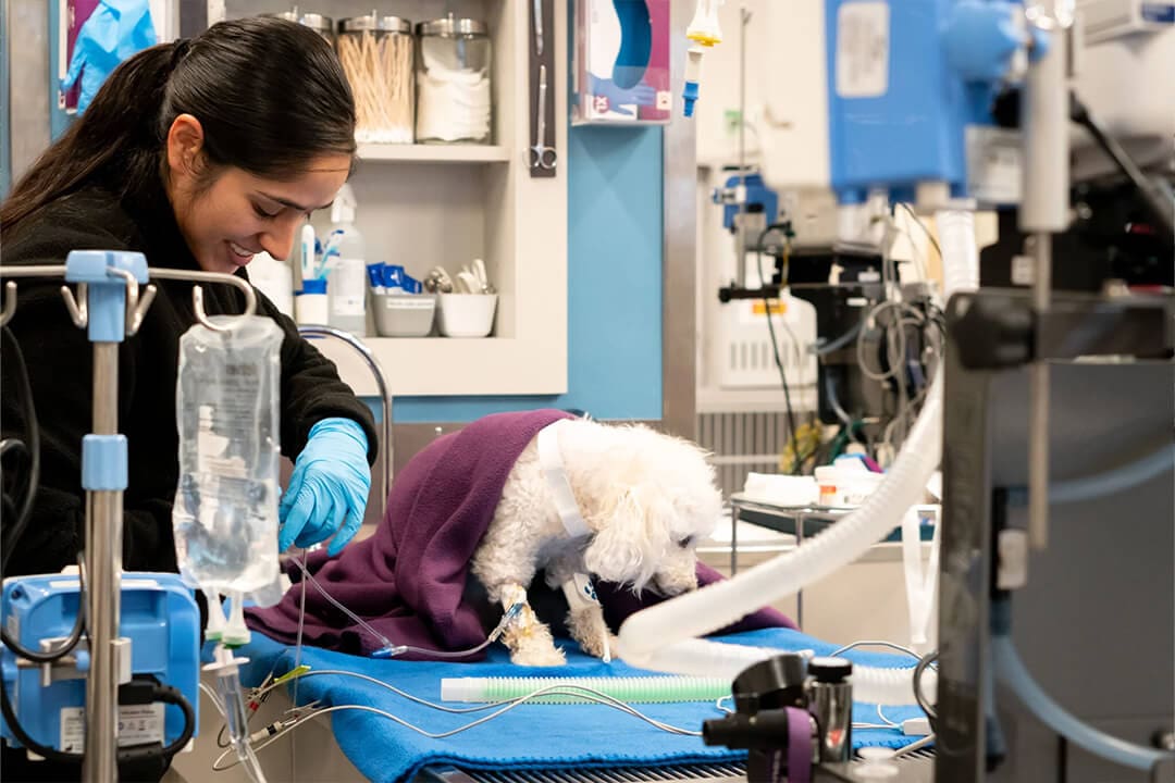 small white dog on exam table getting IV