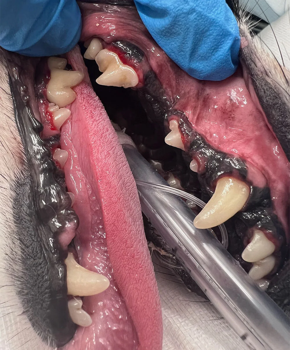 closeup photo of a dogs teeth after a professional teeth cleaning