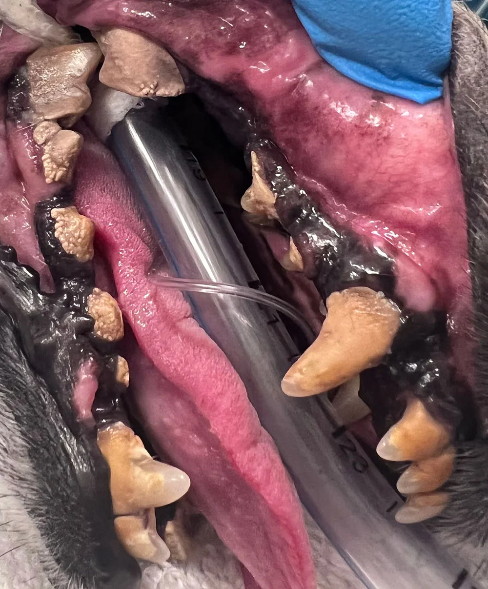 closeup photo of a dogs teeth before a professional teeth cleaning
