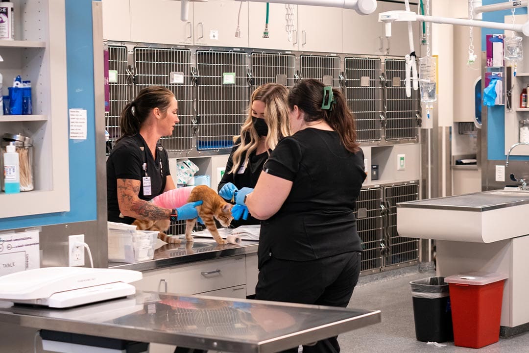 three female staff members helping out injured cat