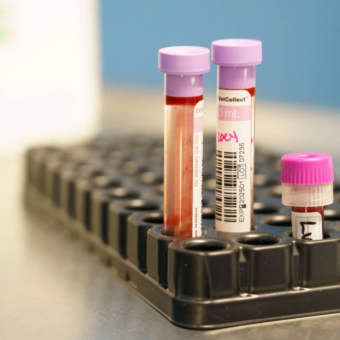 close up of veterinary blood vials