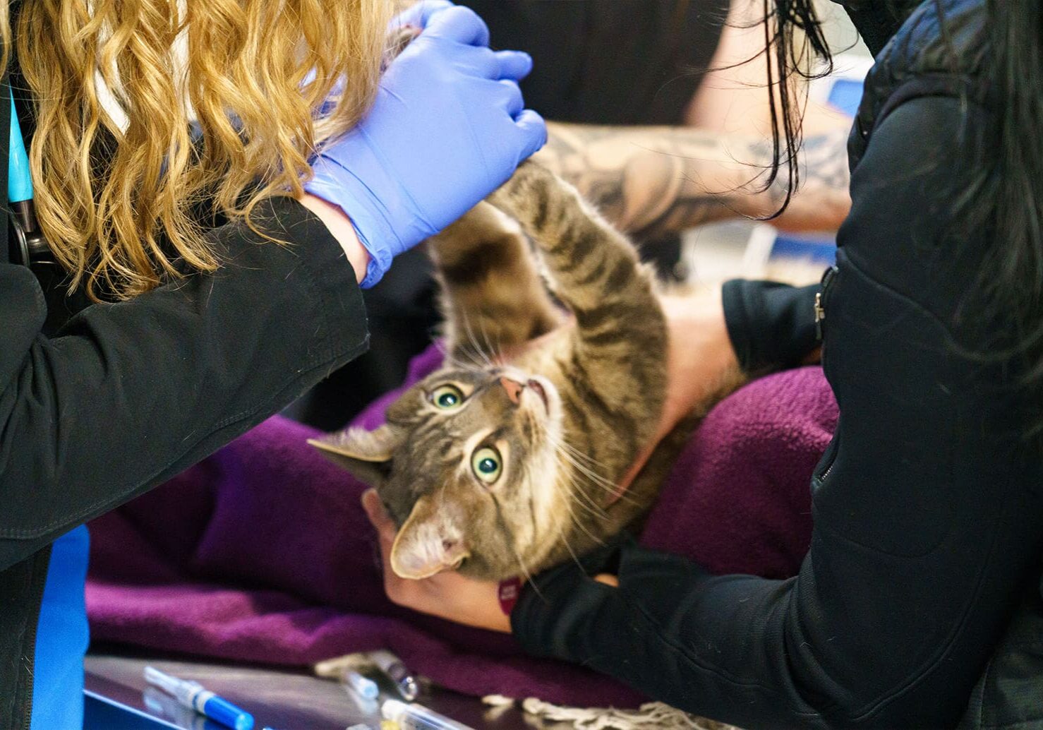 striped cat being examined