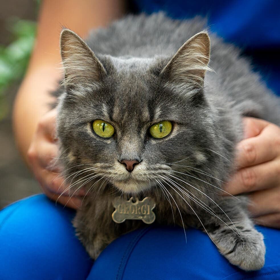 fuzzy cat sitting on womans lap