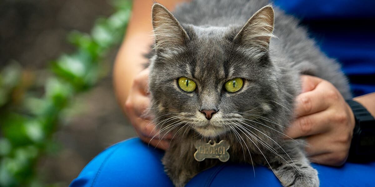 furry gray cat on womans lap