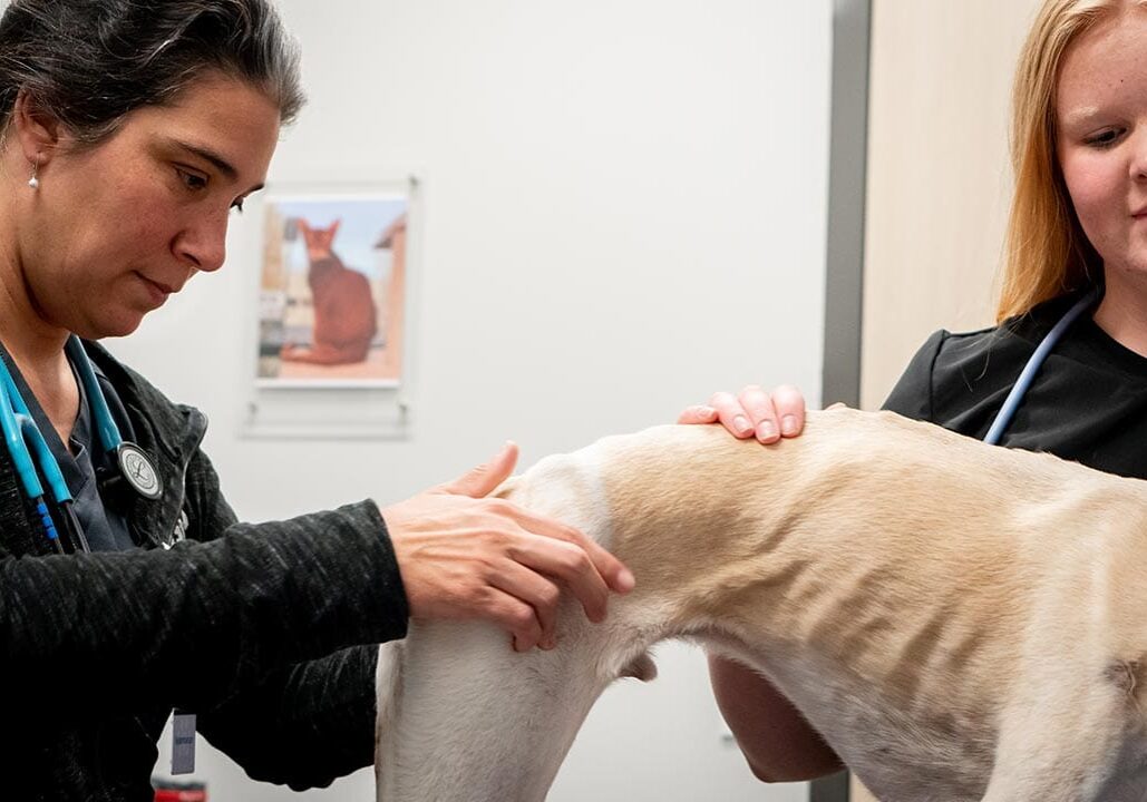 female veterinarian checking dog's hips