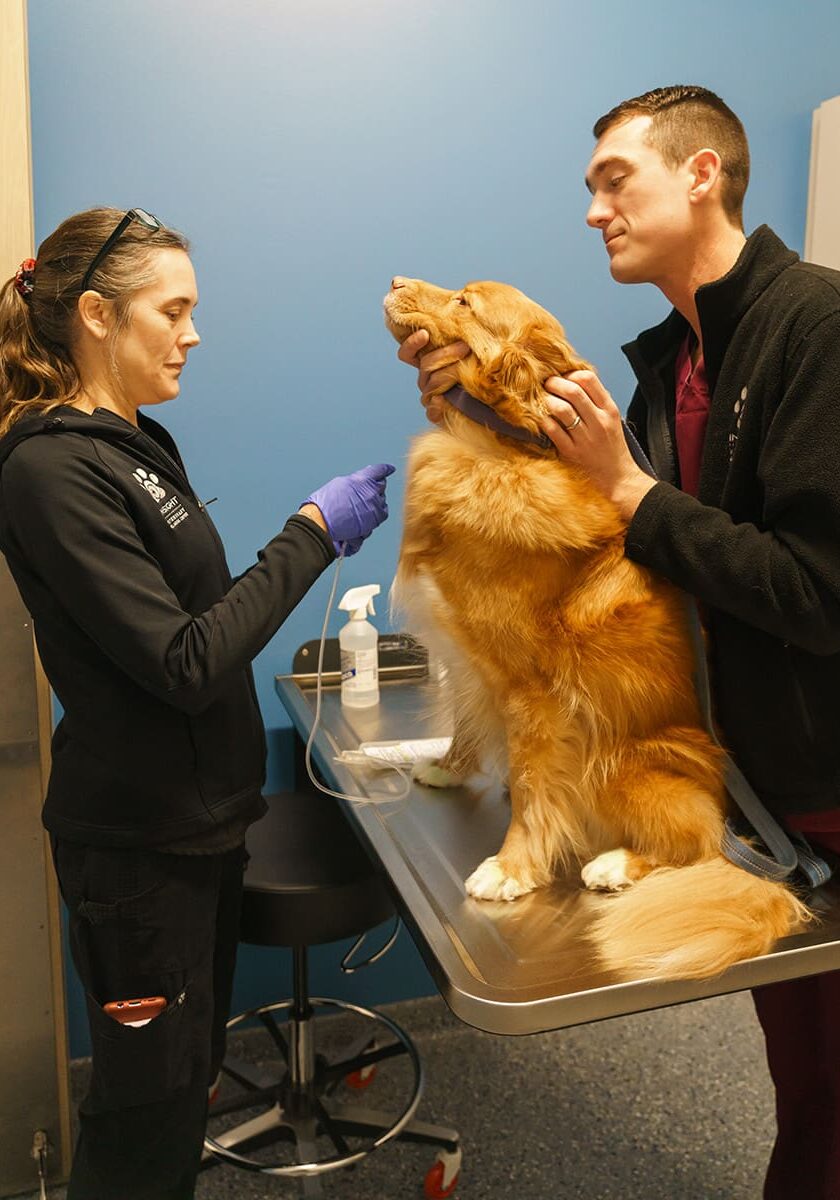 female vet drawing blood from golden retriever