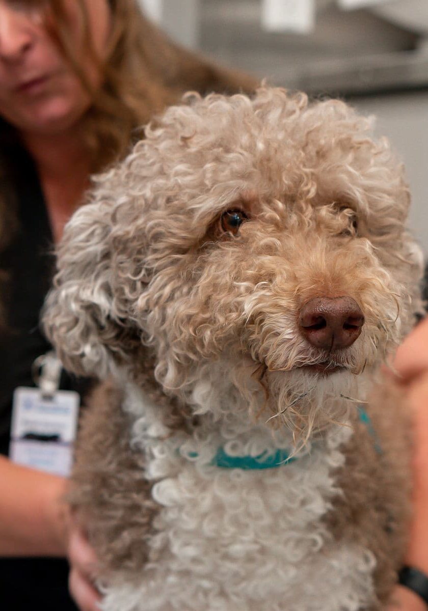 closeup of furry tan dog