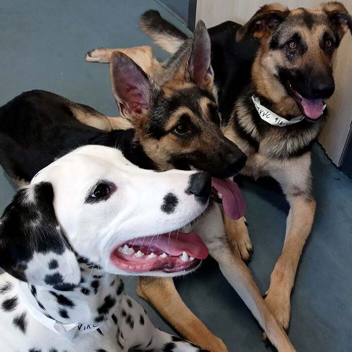 group of three dogs sitting together