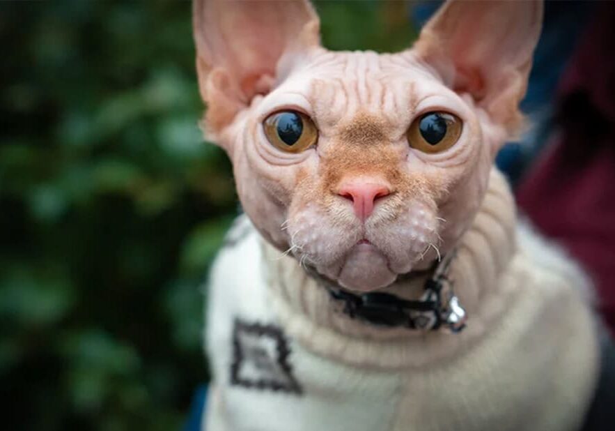 hairless cat wearing sweater looking at camera