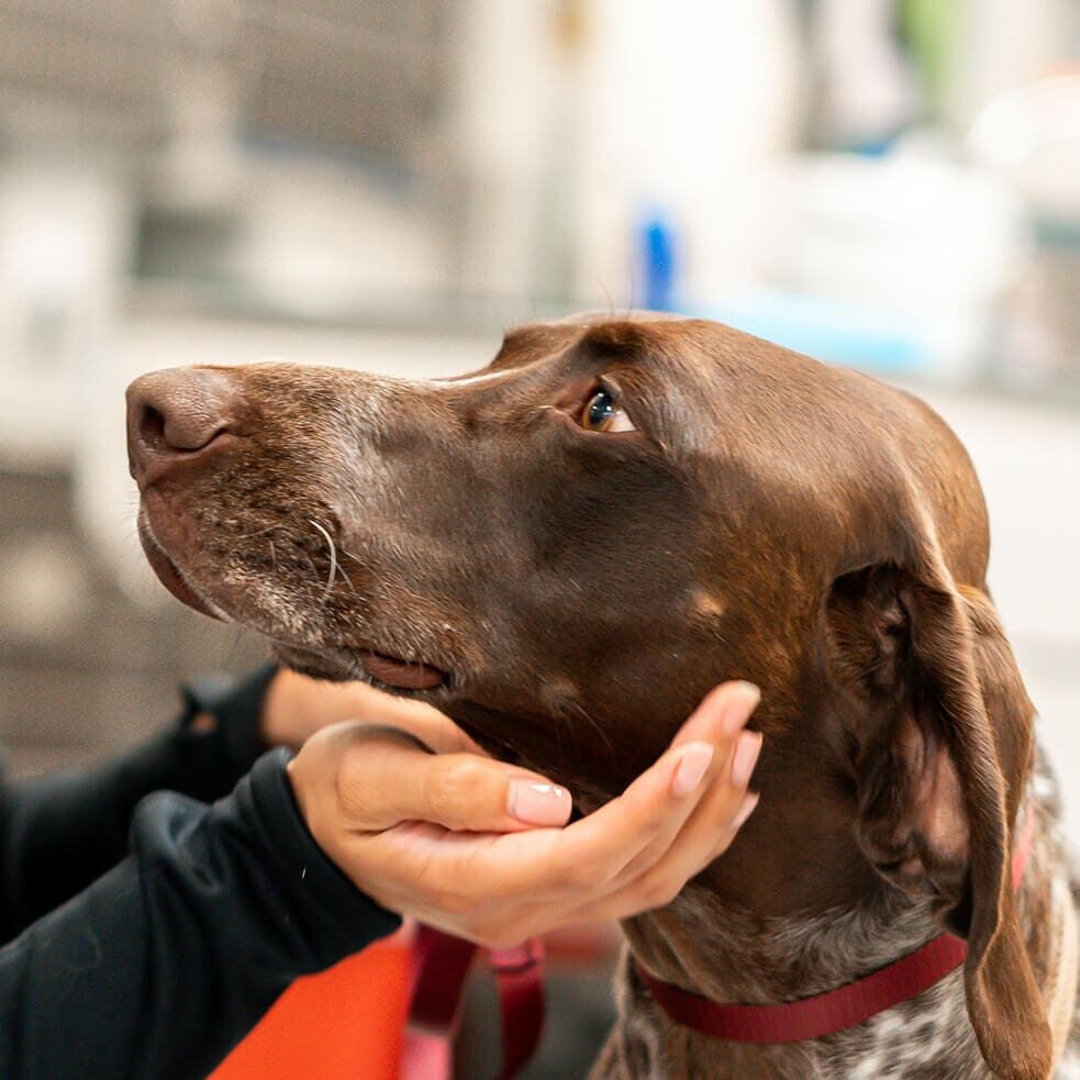 woman holding a brown dogs head in her hands