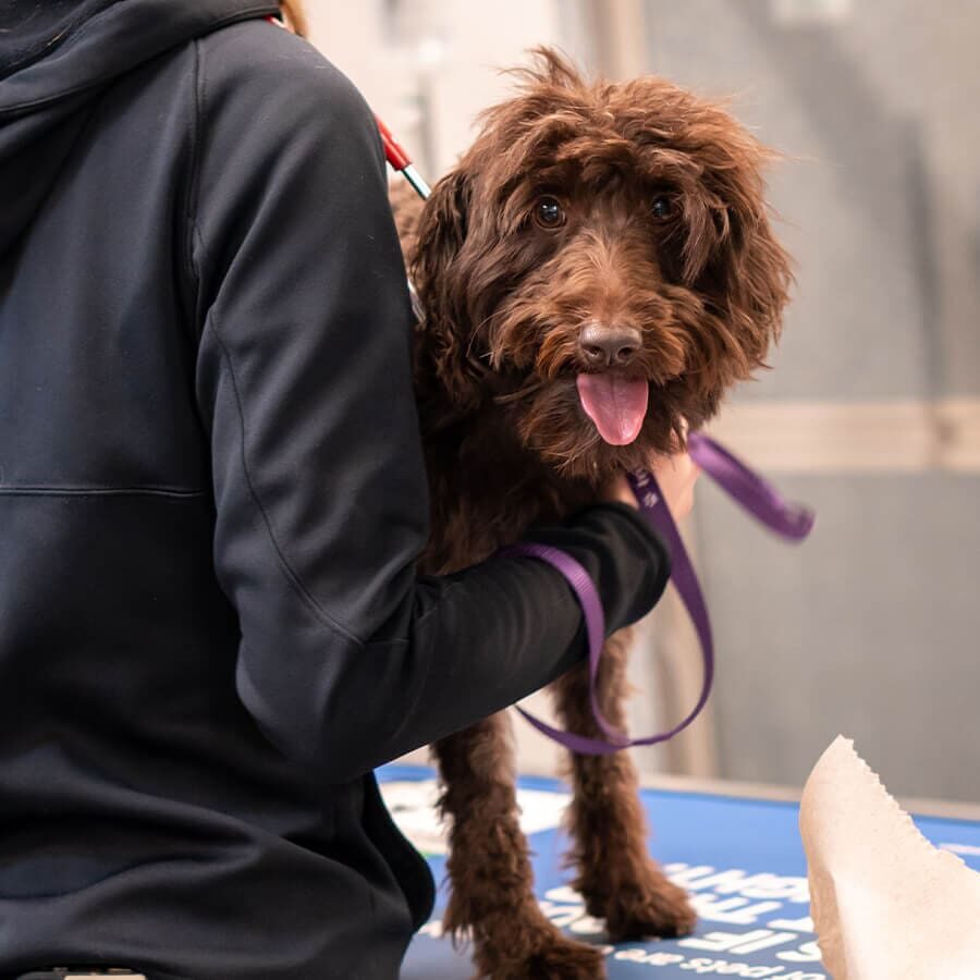 closeup of shaggy brown dog on exam table