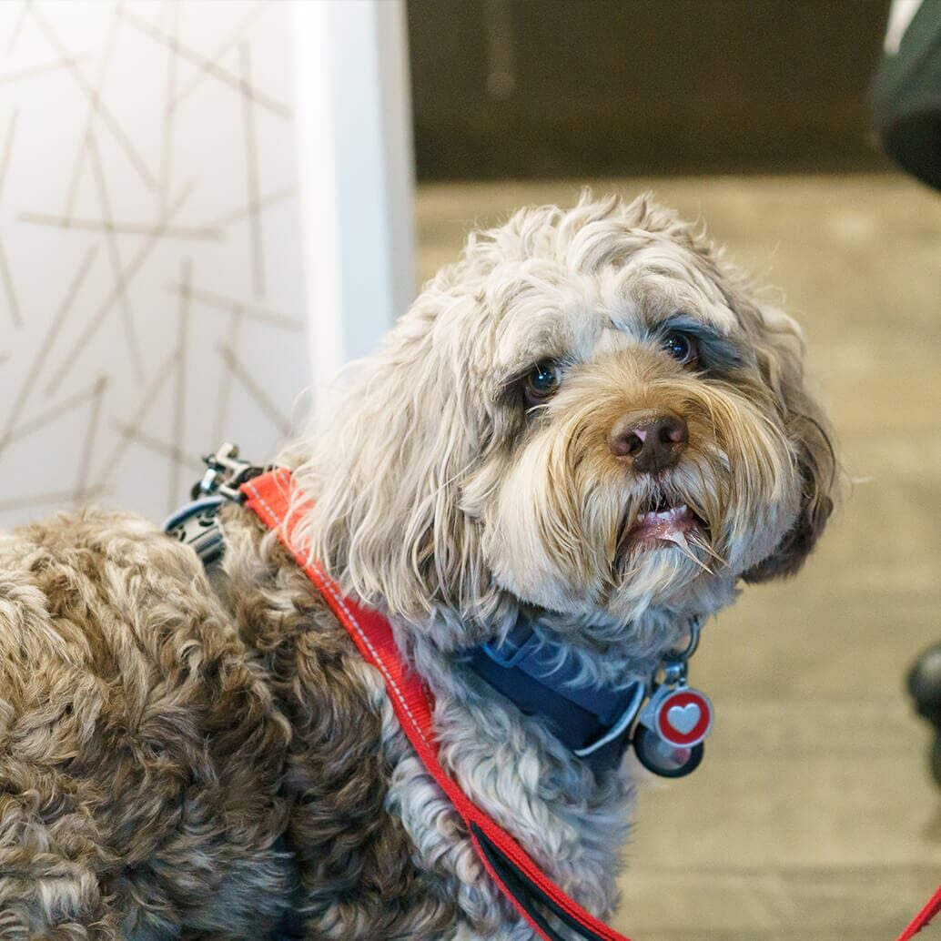 Sad brown Dog looking at camera