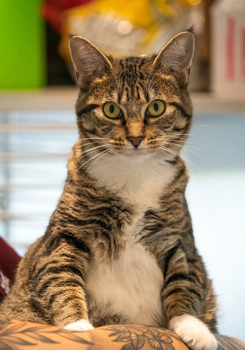 closeup of striped cat looking straight forward