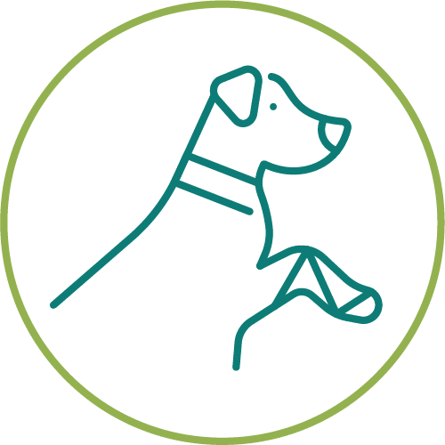 drawing of a dog with a hurt front paw in a light green circle