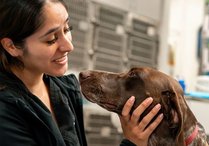 closeup of female tech holding face of large brown dog