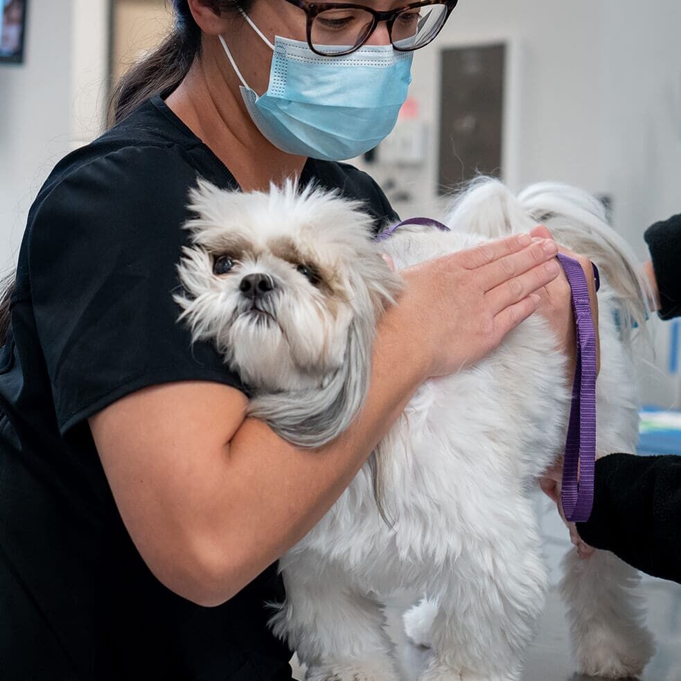 female tech helping small white dog