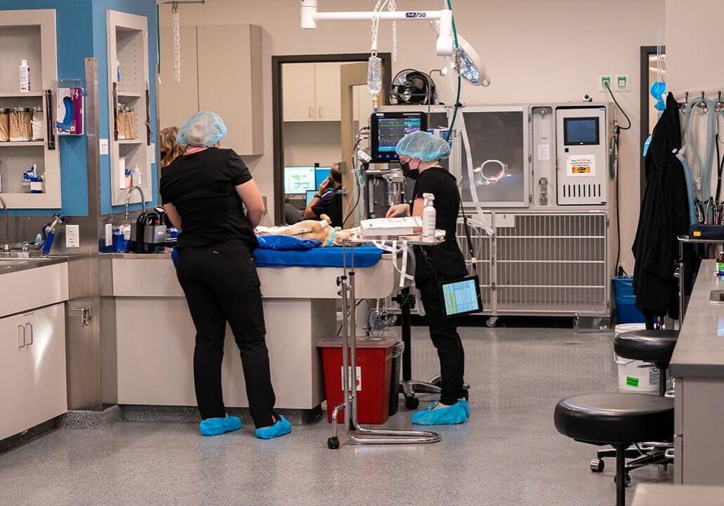 vets in treatment area with dog